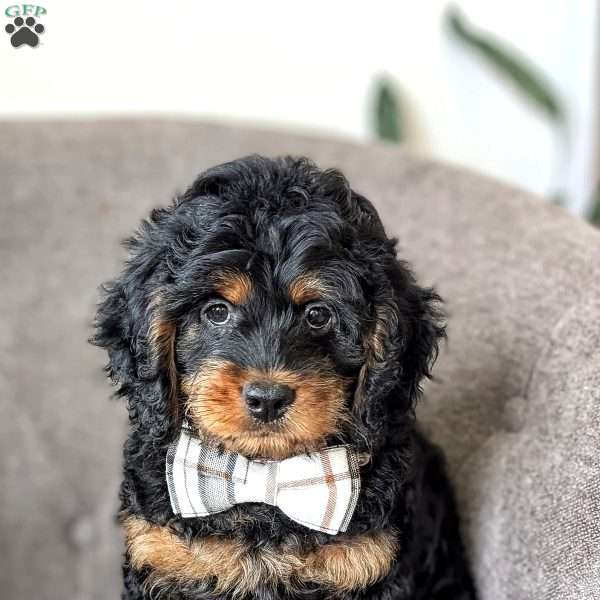 Max, Mini Labradoodle Puppy